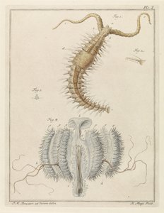 Fransenwurm und eine Rippenqualle