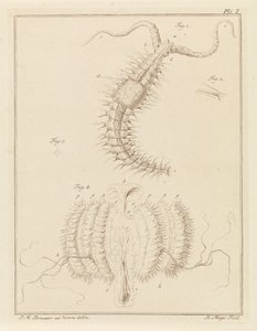 Fransenwurm und eine Rippenqualle