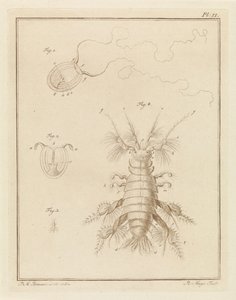 Polypqualle und ein Sandflohkrebs