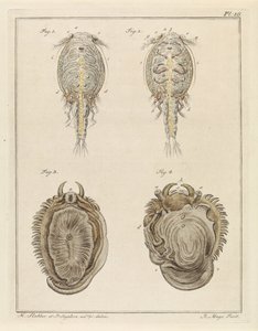 Schalentiere und Weichtiere von Robbert Muys