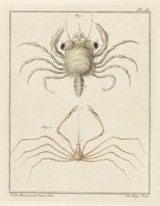 Strandkrabbe und eine Pfeilkrabbenart von Robbert Muys
