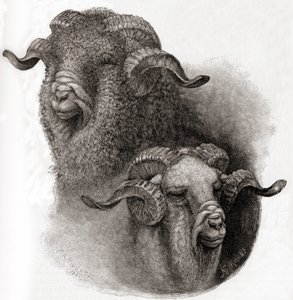 Kopf eines Merino-Widders vor und nach dem Scheren, aus The Century Illustrated Monthly Magazine, veröffentlicht 1884