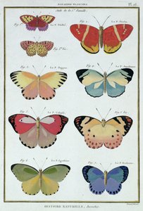 Schmetterlinge aus 