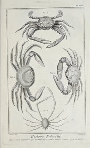 Krebse, Illustration aus 