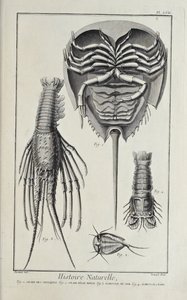 Krustentiere, Illustration aus 