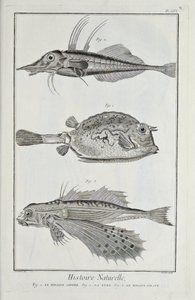 Illustration aus 