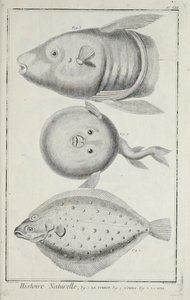 Illustration aus 