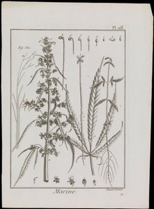 Marineschema von Blumen, ca. 1810