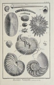 Meeresmuscheln, Illustration aus 