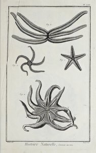 Seesterne, Illustration aus 