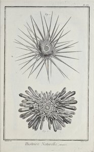 Seeigel, Illustration aus 
