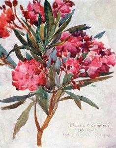 Studie einer rosa Oleanderblüte, die "Mazza di San Guiseppe"