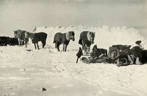 Ponys hinter ihrem Schutz im Lager auf der Barriere, 1911, 1913 von Robert Falcon Scott