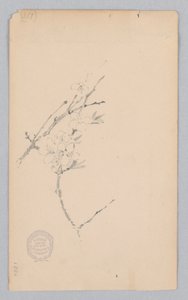 Ast