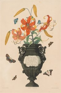 Eine Auswahl von Hexandrian Pflanzen...: Tigerlilie, 1831-1832 von Robert Havell