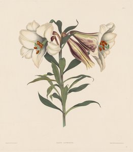 Eine Auswahl von Hexandrian-Pflanzen, die zur natürlichen Ordnung der Amaryllidae und Liliacae gehören: Japanische Lilie