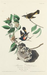 Amerikanischer Waldsänger, 1828