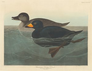 Amerikanische Trauerente, 1838 von Robert Havell