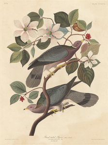 Bandtaube, 1837 von Robert Havell