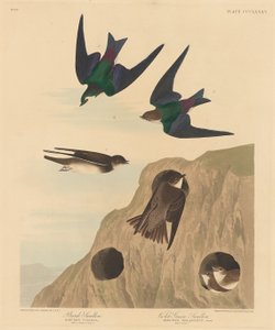 Uferschwalbe und Grünviolettschwalbe