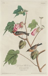 Bay-breasted Warbler (1829) von Robert Havell