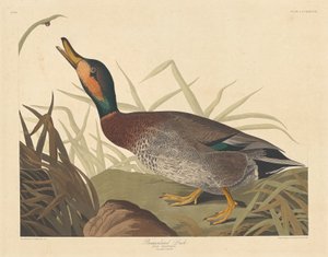 Gefleckte Ente, 1836 von Robert Havell