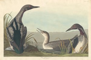 Prachttaucher von Robert Havell