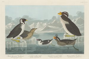 Schwarzkehl-Guillemot, Knopf-Schnabel-Auk, Locken-Kamm-Auk und Horn-Schnabel..., 1838