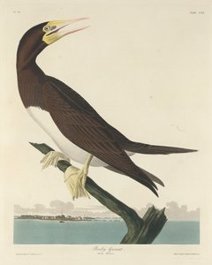 Tölpel, 1834