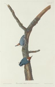 Braunkopfkleiber, 1831 von Robert Havell