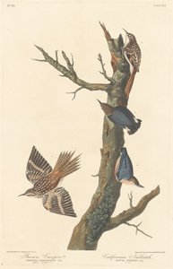 Braunkleiber und kalifornischer Kleiber, 1838 von Robert Havell