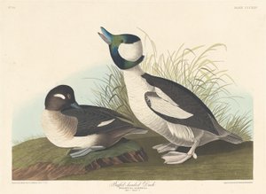 Büffelkopfente, 1836