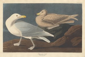 Burgomaster-Möwe, 1837 von Robert Havell
