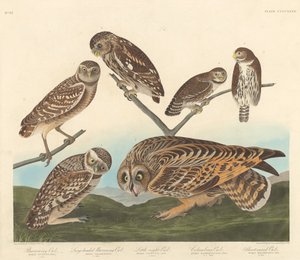 Erdkauz, Großköpfiger Erdkauz und Kleiner Nachtkauz, 1838