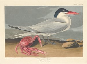 Cayenne-Seeschwalbe, 1835