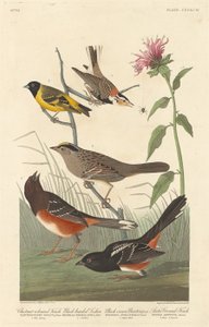 Kastanienfarbener Fink, Schwarzkopfstieglitz, Schwarzkronenammer und Arktischer Bodenfink, 1837