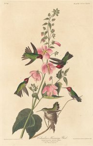 Kolumbianischer Kolibri, 1838