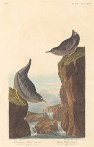 Kolumbianische Wasseramsel und arktische Wasseramsel, 1838 von Robert Havell