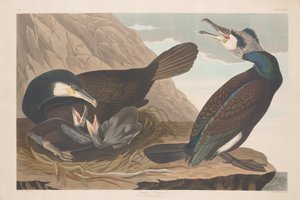 Kormoran, 1835