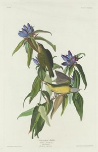 Connecticut-Waldsänger, 1832