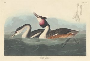 Haubentaucher, 1836