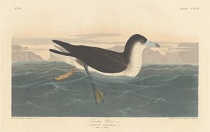 Dunkler Sturmtaucher, 1836 von Robert Havell