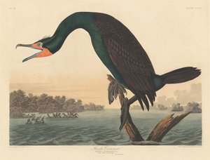 Florida-Kormoran, 1835 von Robert Havell