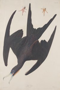 Fregatte Pelikan