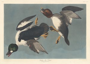 Schellente, 1836 von Robert Havell