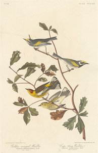 Goldflügel-Waldsänger und Cape-May-Waldsänger, 1838 von Robert Havell