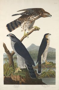Habicht und Stanley-Habicht, 1832