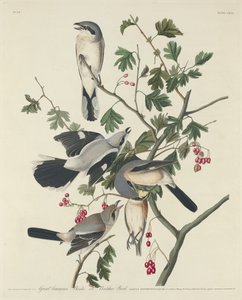 Großer amerikanischer Würger oder Metzger-Vogel, 1834 von Robert Havell