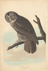Große Graueule von Robert Havell