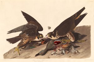 Großfüßiger Falke, 1827 von Robert Havell